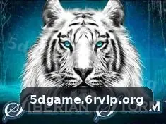 5d game